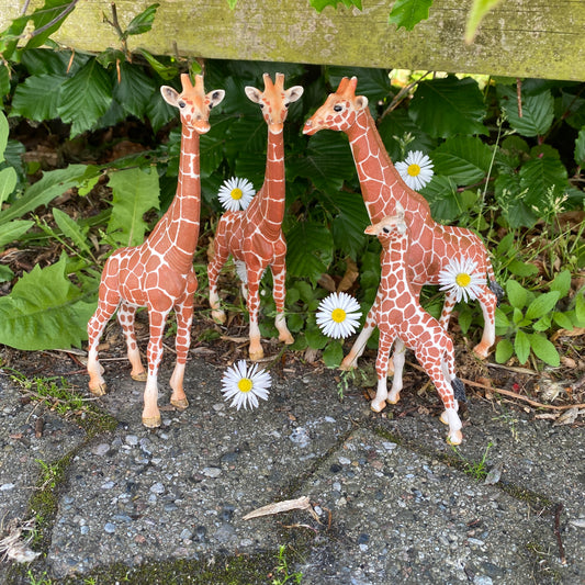 Giraffer
